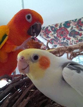 Sun conure and cockatiel